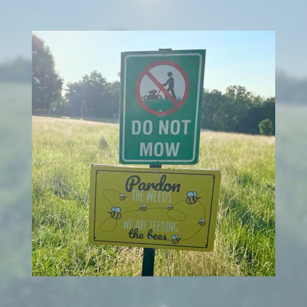 What is a No Mow Section?